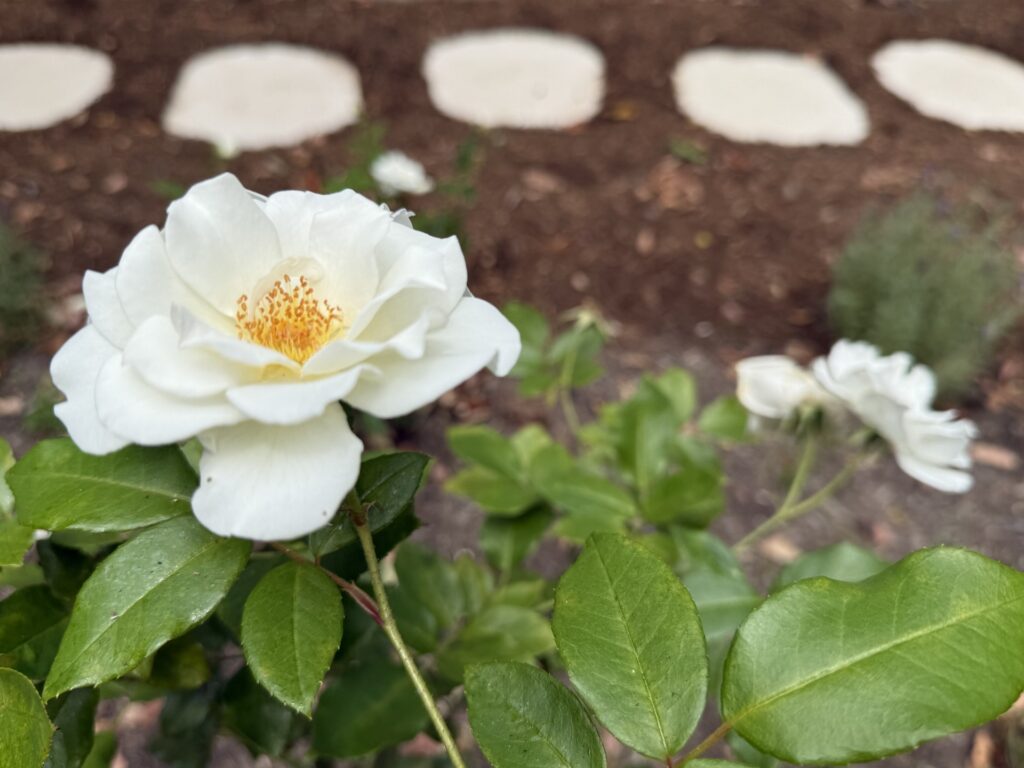 Iceberg rose with ivory pavers from the rock landscape supplies
