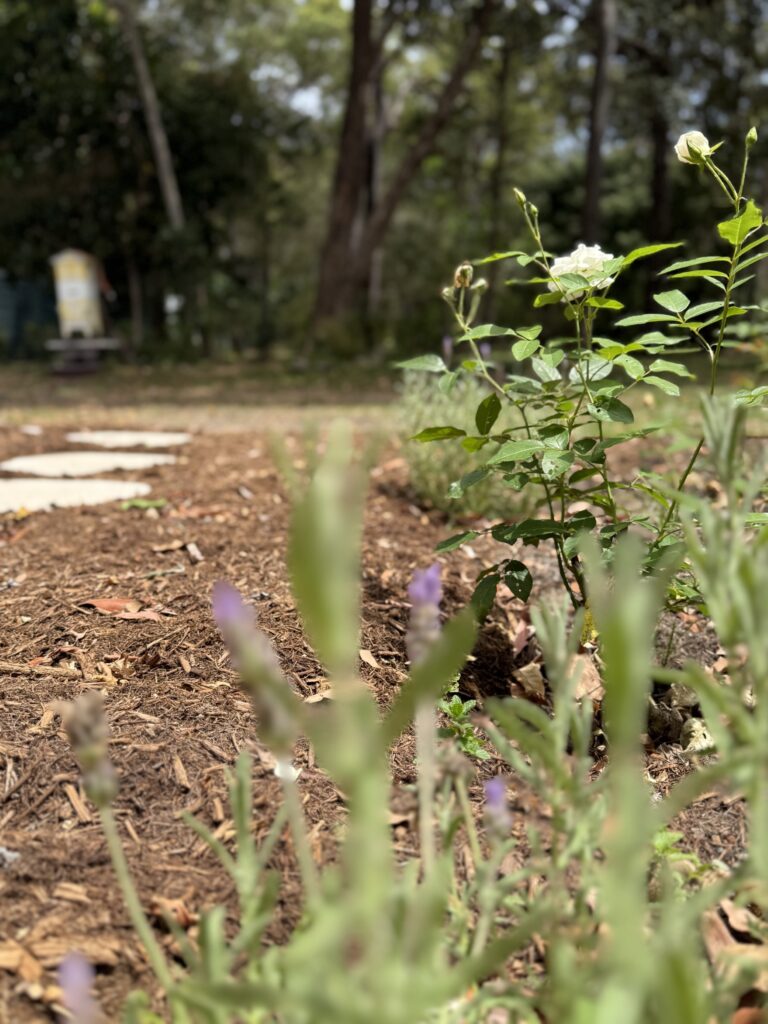 French lavender planted with iceberg rose, offset but stunning stepping pavers
